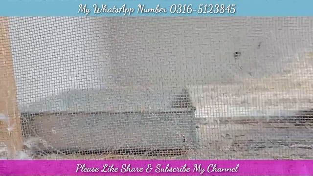 Silver java Breeding Progress | How To Get Breed From Java | Java Information For New Birds Lover. смотреть онлайн
