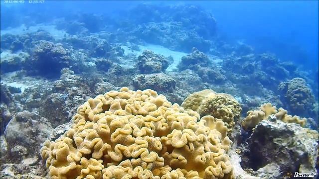 Dive in Philippines - video from ISAW A1 cam (aqua mode) смотреть онлайн