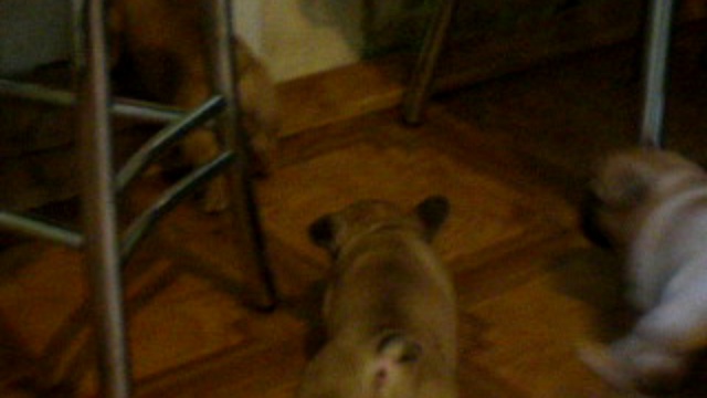 ЩЕНКИ ФР.БУЛЬДОГА МЕЖДУНАРОДНОГО КЛАССА