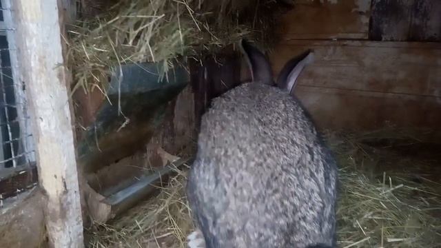 Содержание кроликов зимой смотреть онлайн