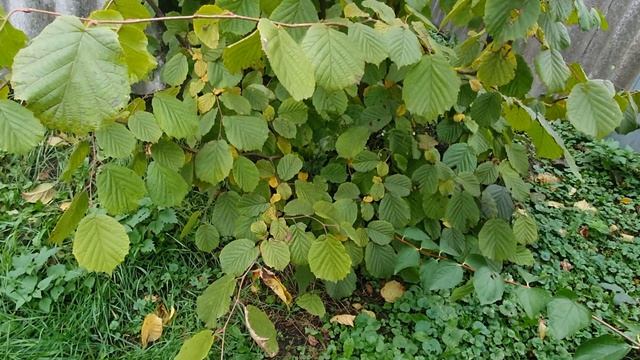 ФУНДУК КРАСНОЛИСТНЫЙ 2021г. смотреть онлайн