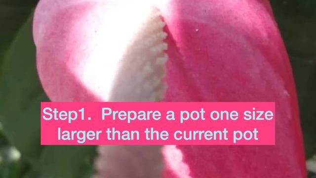 How To Replant Anthurium смотреть онлайн