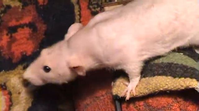 Лысый крыс Петя. смотреть онлайн