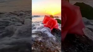 Дорогие девушки,от имени туристического агентства поздравляем вас с 8 Марта! ????