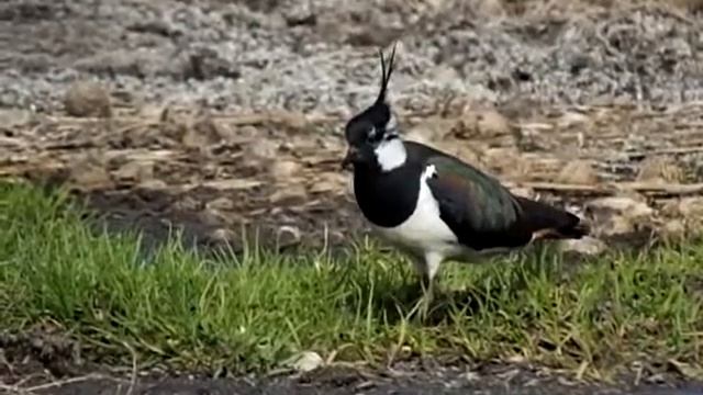 Чибис. Пропитание