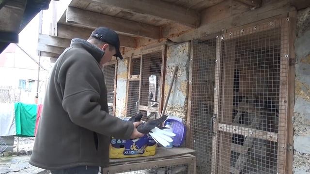 Николаевские голуби. Удивлен размерам голубей и не только........ смотреть онлайн