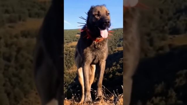 Турецкий Волкодав - ? КАНГАЛ ? #shorts #kangal #wolfhound #dogs #volkodav смотреть онлайн