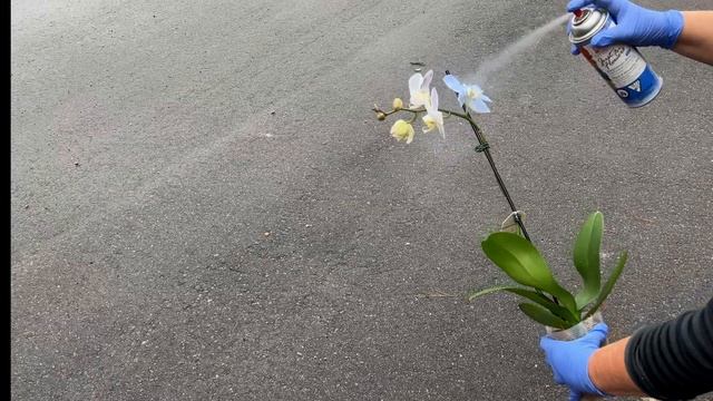 How to make a blue orchid in two minutes смотреть онлайн