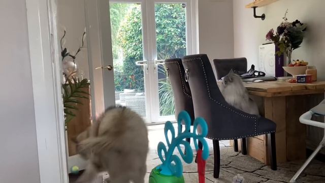 Giant Dogs Destroy Toys And Milo Sneak Attacks!! (RIP Squeakers) смотреть онлайн