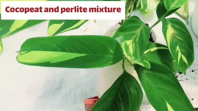 Ctenanthe lubbersiana propagation for beginners ( Never Never plant propagation) смотреть онлайн