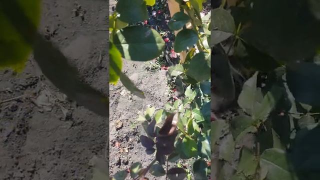 Роза Салита смотреть онлайн