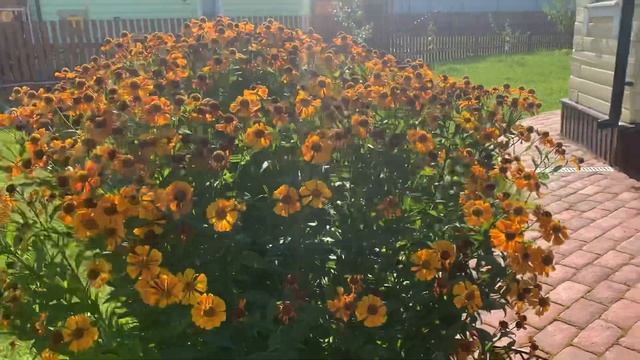 Гелениум (Helenium )многолетний. Цветение в сентябре. смотреть онлайн