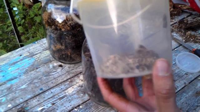 Выращивание восковой моли. Закладка моли смотреть онлайн