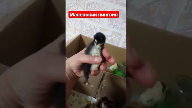 Маленький пингвин. смотреть онлайн