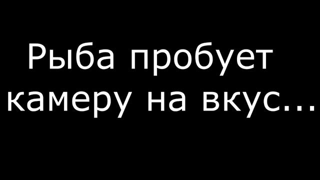 Подводная съемка на озере "Маркаколь" смотреть онлайн