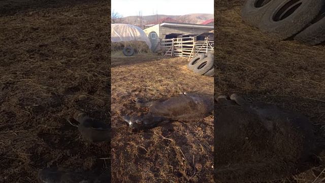 У жеребёнка начинаются колики смотреть онлайн