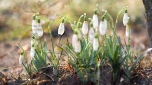 В городе А... снова весна/Душевная песня о весне/ 8 марта/ Красивые пейзажи/Авторская песня/2022
