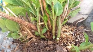 Как рассадить старый куст гортензии