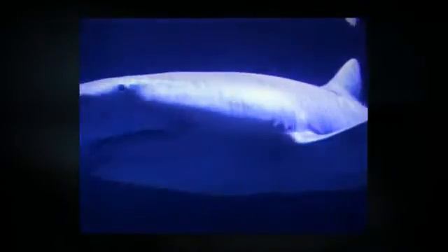 УЖАС ПОД ВОДОЙ... Лучше не смотреть! смотреть онлайн