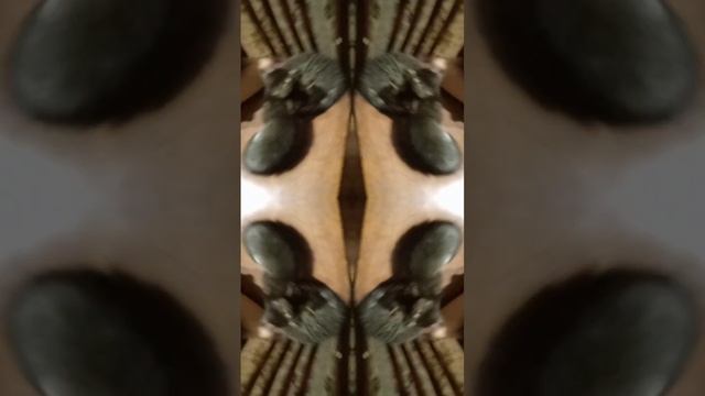 как котята?