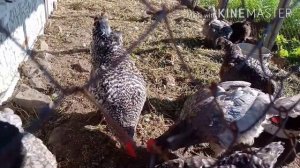 Петух Доминант Петя Джентльмен Какой должен быть петух