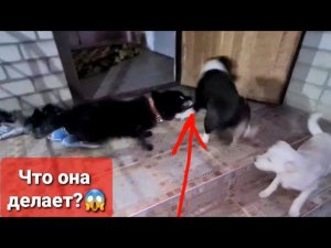 Дора напала на Бублика. Дине ставим капельнцу. Кузя укусил маму