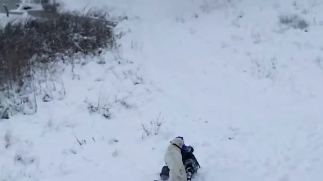 Лабрадор Моди не дает кататься на санках смотреть онлайн
