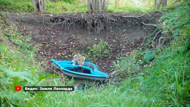 Спасенный в Приморье леопард переедет в «апартаменты» знаменитости. смотреть онлайн
