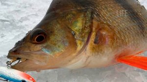 Типичные ошибки ловли окуня на балансир зимой!