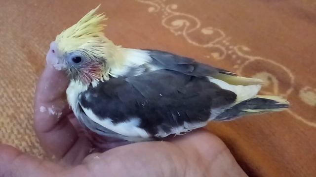 Кормление птенца кореллы смотреть онлайн