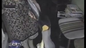 Ручной умный пингвин #7#