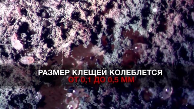 Новый пылесос Xiaomi борется с пылевыми клещами смотреть онлайн