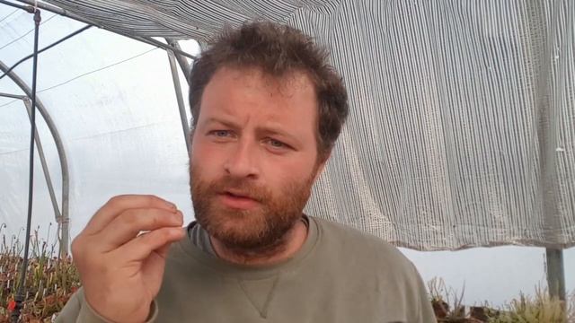 Drosera Filiformis, Plante Carnivore Très Facile à Cultiver