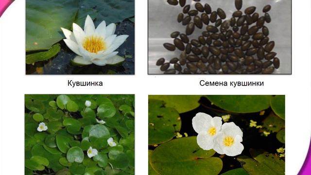 Размножение и развитие растений