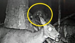 Топ 5 Страшных Существ Снятых На Камеру Они Среди Нас Часть 1.mp4