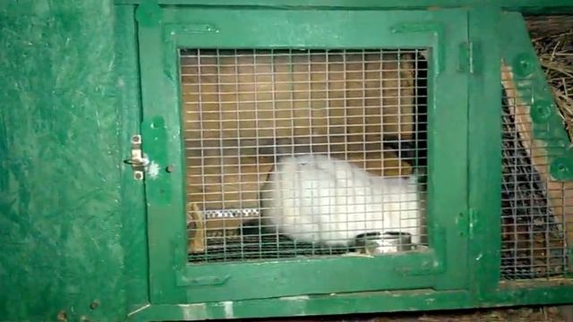Ночной обзор ! Кролики ночью спят или едят ?! Видео ответ . Почему я пропал .... смотреть онлайн