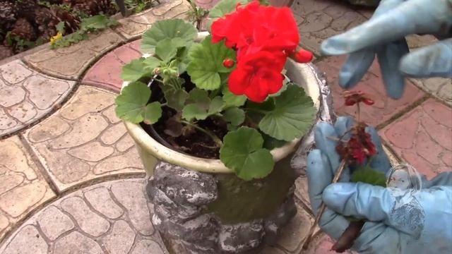 ПЕЛАРГОНИИ ПОСЛЕ ВЕСЕННЕЙ ОБРЕЗКИ! ЧЕРЕНКИ И КАШПО ВО ДВОРЕ. смотреть онлайн