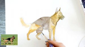 Как нарисовать Немецкую овчарку карандашом и акварелью | Рисунок собаки поэтапно и легко для детей