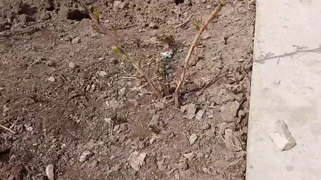 Полька сорту Кадамжайда кандай өсөт эксперименттик видео смотреть онлайн