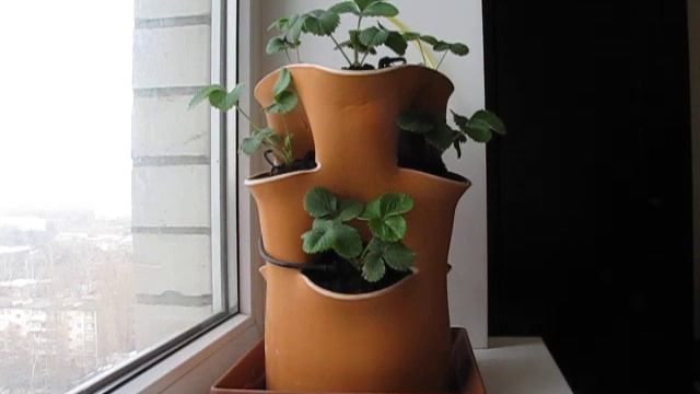 Клубника в трубе. смотреть онлайн