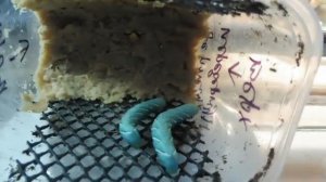 Как я БЕЗ КИПЯЧЕНИЯ приготовила КОРМ  для #гусеницы табачного бражника #НАСЕКОМЫЕ