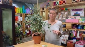 Фикус Триангуларис Свит Харт - листики сердечки | Самый декоративный фикус