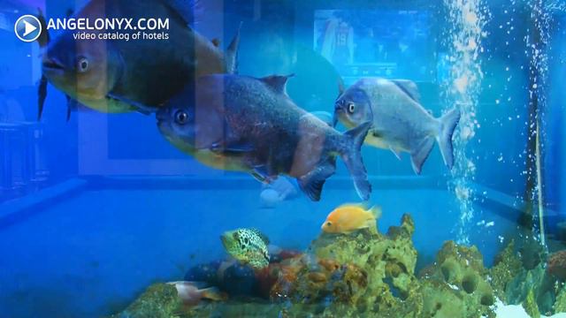 Papillon Ayscha 5★ Hotel Belek Turkey смотреть онлайн