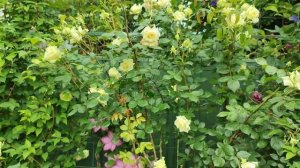 Vlog-221 Роза Эльф (Elfe) плетистая, Hans Evers Германия, 2000 г.