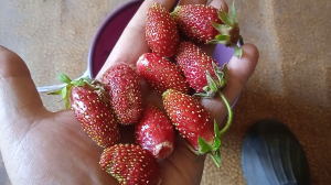 Обзор земклуники Купчиха