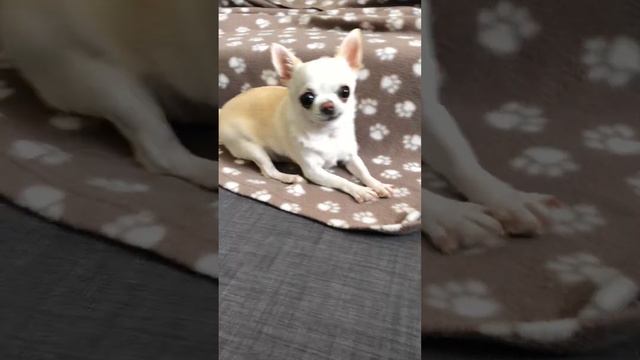 Дрессировка чихуахуа….? Учимся разговаривать!? смотреть онлайн