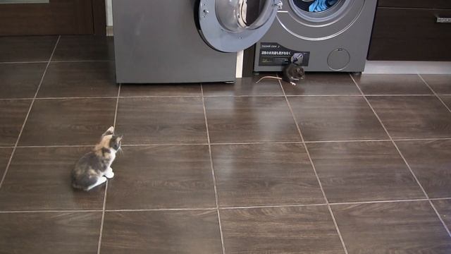 Реакция котенка на крысу смотреть онлайн