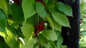 #Лимонник  Лимонник созрел