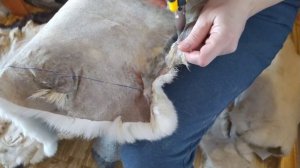 Я не выкидываю шкуры кролика, а выделываю их дома и шью ковры!