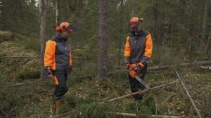 Валка леса бензопилами Oleo Mac - тест профессиональных вальных пил